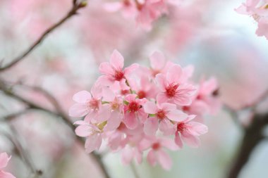 bir Bahar Kiraz çiçekleri, tko pembe çiçekler