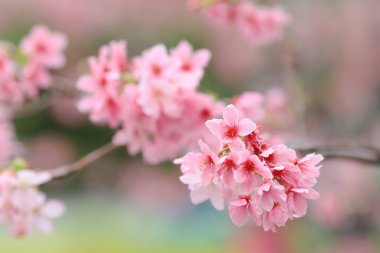 bir Bahar Kiraz çiçekleri, tko pembe çiçekler
