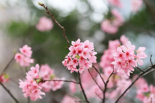A Spring Cherry blossoms, pink flowers at tko — Stock Photo, Image