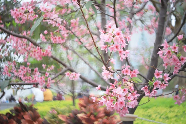 Eine Kirschblüte aus nächster Nähe zur Frühlingszeit bei hk — Stockfoto