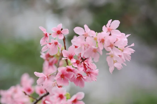 A Spring Cherry blossoms, pink flowers at tko — Stock Photo, Image