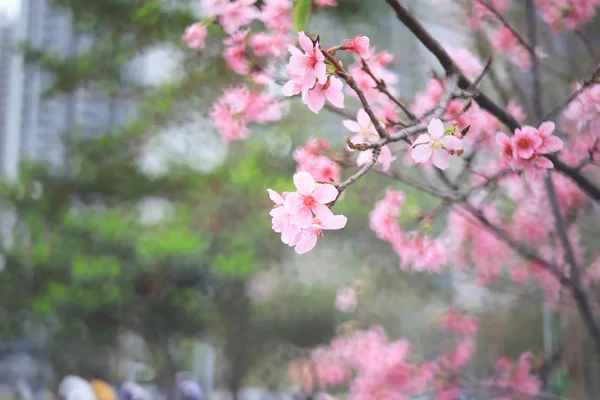 Una flor de cerezo de cerca en primavera en hk — Foto de Stock