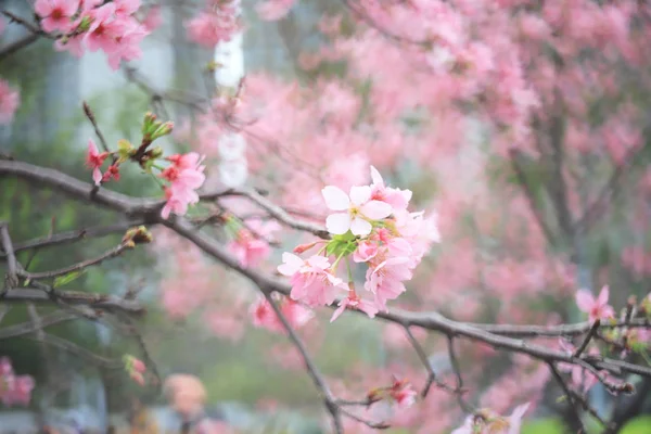 Une fleur de cerisier à proximité au printemps à hk — Photo
