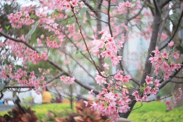 Eine Kirschblüte aus nächster Nähe zur Frühlingszeit bei hk — Stockfoto