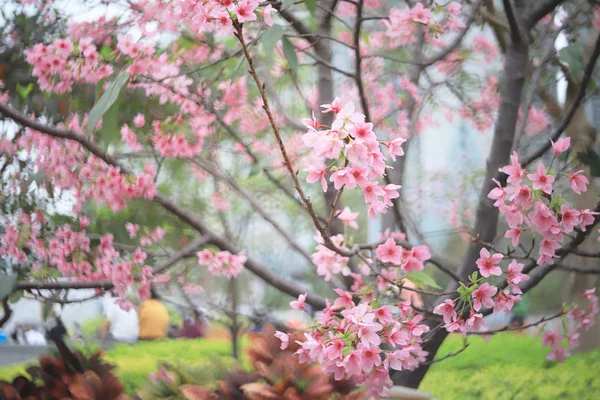 Eine Kirschblüte aus nächster Nähe zur Frühlingszeit bei hk — Stockfoto