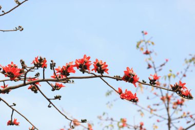 Dal çiçek açması itx ceiba ağacının kırmızı ipek pamuk 