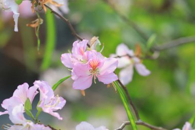 Hong Kong Bauhinia çiçek bahar zaman