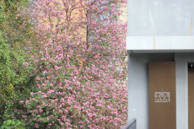 Histroic mimari bir tuğla Yapim yapısı itibariyle hk