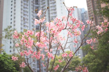 kiraz çiçek yakın çekim bahar zaman hk