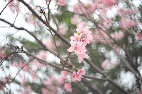 Nahaufnahme von Kirschblüte und kräftigem Grün aus dem Fokus — Stockfoto