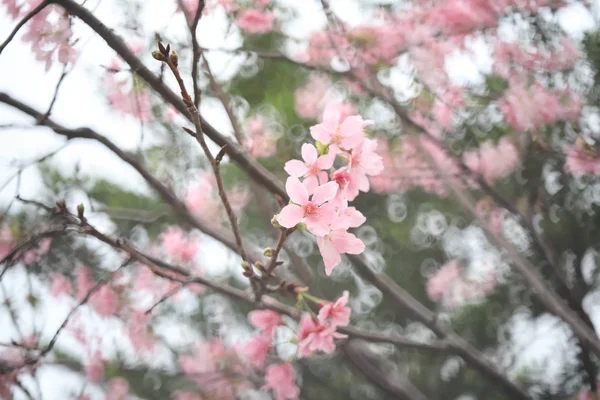 Closeup of cherry bloom and vibrant green out of focus — Stock Photo, Image