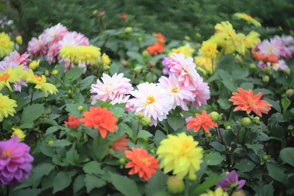 A dahlia flower at the park of flower bed — Stock Photo, Image