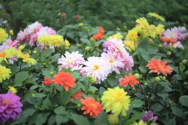 Квітка далії в парку клумби — стокове фото