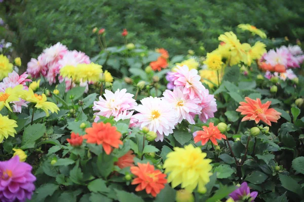 Uma flor dahlia no parque do canteiro de flores — Fotografia de Stock