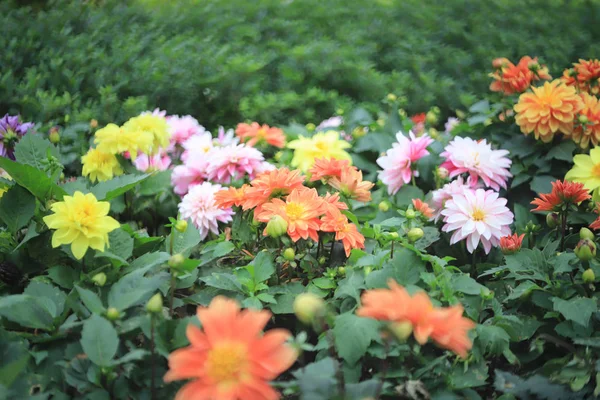 Uma flor dahlia no parque do canteiro de flores — Fotografia de Stock