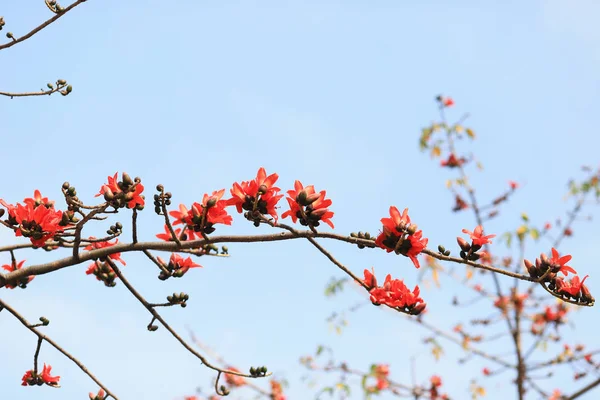 Branche de fleurs Bombax ceiba arbre Soie rouge Coton — Photo
