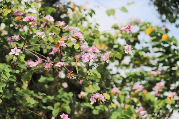 Eine Bauhinia-Blume in ong kong zur Frühlingszeit — Stockfoto