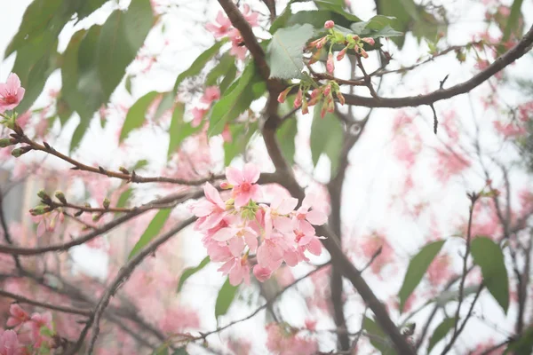 Eine Kirschblüte aus nächster Nähe zur Frühlingszeit bei hk — Stockfoto