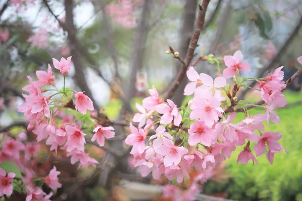 A cherry flower close up at spring time at hk — Stock Photo, Image