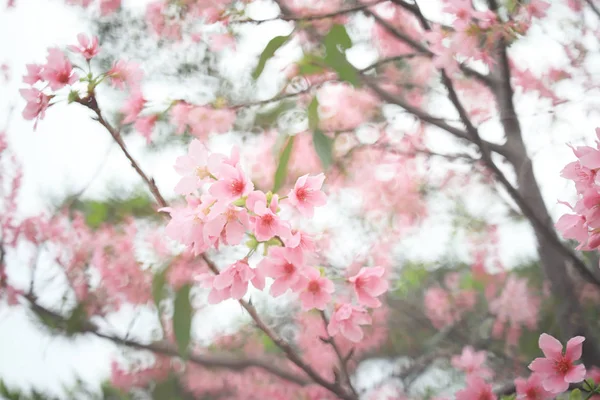 망가 아름 다운 야생 체리 꽃 꽃 — 스톡 사진