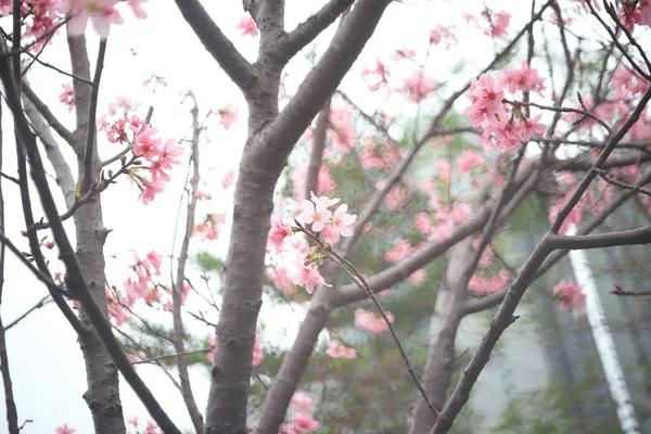 Uma bela flor de cereja selvagem em tko — Fotografia de Stock