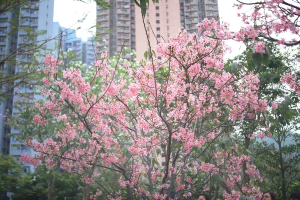 Uma bela flor de cereja selvagem em tko — Fotografia de Stock