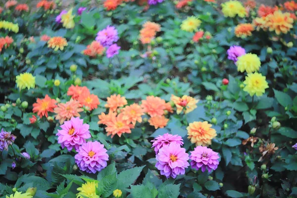 Un fiore di dalia al parco di aiuola — Foto Stock