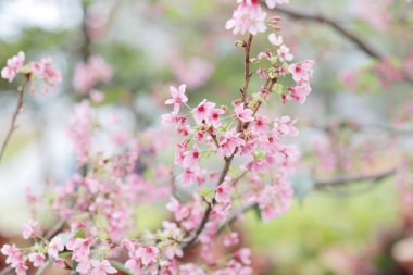 ışık ile parlak pembe kiraz çiçeği arka plan