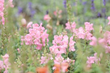 Bahçe çiçek show at Snapdragon çiçek