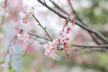 ışık ile parlak pembe kiraz çiçeği arka plan