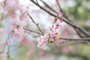 ışık ile parlak pembe kiraz çiçeği arka plan