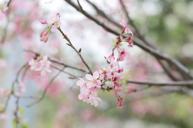 ışık ile parlak pembe kiraz çiçeği arka plan