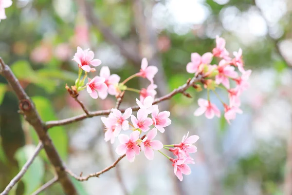 Ein leuchtend rosa Kirschblütenhintergrund mit Licht — Stockfoto