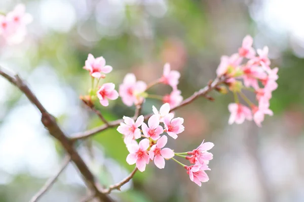 Un fond rose vif de fleur de cerisier avec lumière — Photo