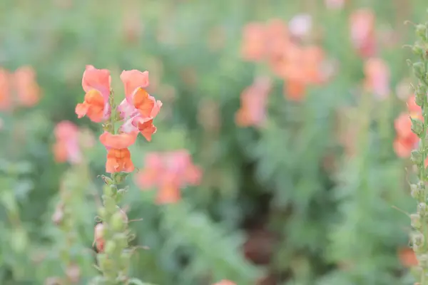 花展上花园里的金鱼草花 — 图库照片