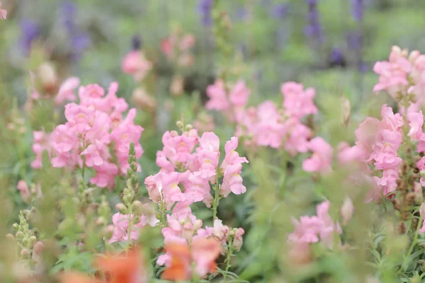 Una flor Snapdragon en el jardín en el espectáculo de flores — Foto de Stock