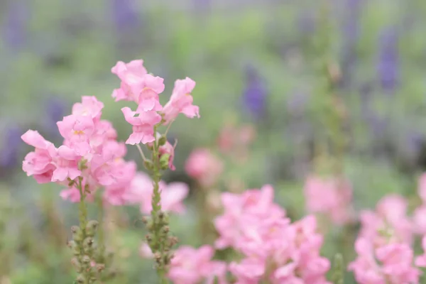 Una flor Snapdragon en el jardín en el espectáculo de flores — Foto de Stock