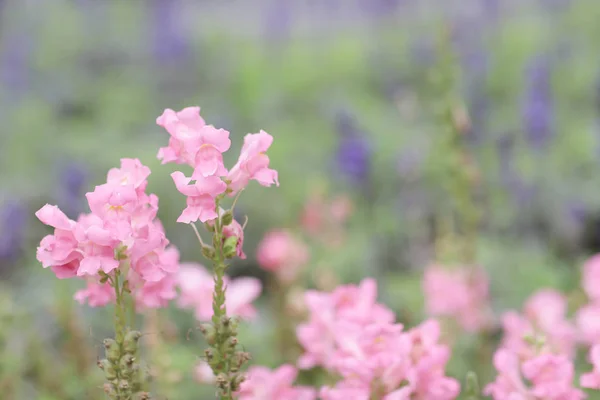 Una flor Snapdragon en el jardín en el espectáculo de flores — Foto de Stock