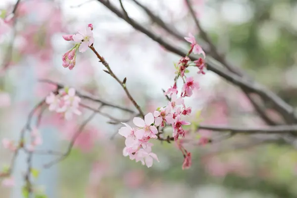 A Bright pink cherry blossom background with light — Stock Photo, Image