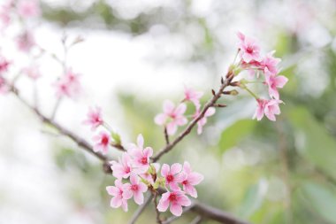 ışık ile parlak pembe kiraz çiçeği arka plan