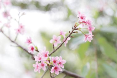 ışık ile parlak pembe kiraz çiçeği arka plan