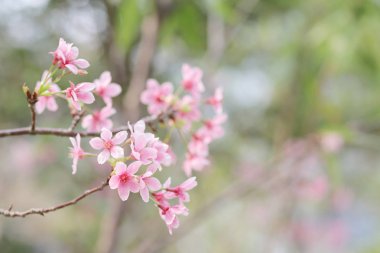 ışık ile parlak pembe kiraz çiçeği arka plan
