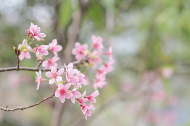 ışık ile parlak pembe kiraz çiçeği arka plan