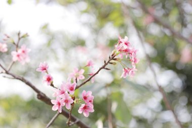 ışık ile parlak pembe kiraz çiçeği arka plan