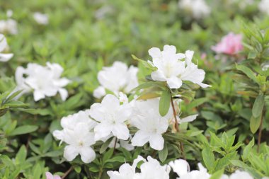 Ormangülü degronianum çiçekler çok güzel closeup