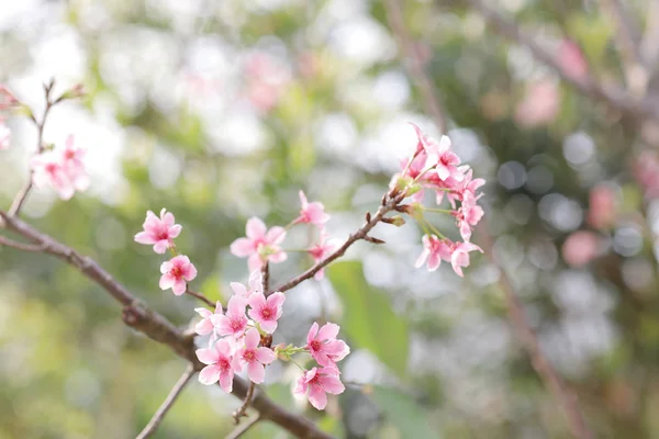 Ярко-розовый цветок вишни фон со светом — стоковое фото