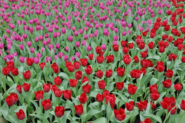 Las Flores Diferentes y los tulipanes florecientes a hk —  Fotos de Stock