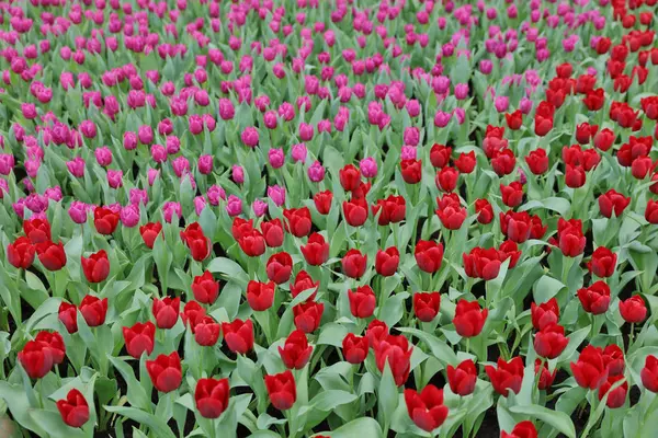 Różnych kwiatów i kwitnące tulipany w hk — Zdjęcie stockowe