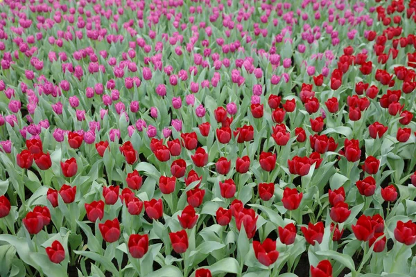 Die verschiedenen Blumen und blühenden Tulpen bei hk — Stockfoto