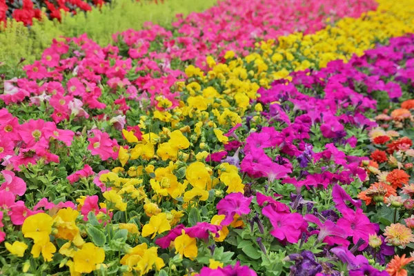 Tricolor pansy flower plant natural back ground, — Stock Photo, Image